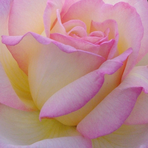 Онлайн магазин за рози - Чайно хибридни рози  - жълто - розов - Pоза Мир - среден аромат - Францис Мейланд - Стар любим тип роза с красиви цветя,Един от най-известните жълти хибридни чайове.